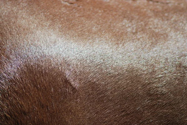 Brown horse skin and fur close up, nature texture — Stock Photo, Image