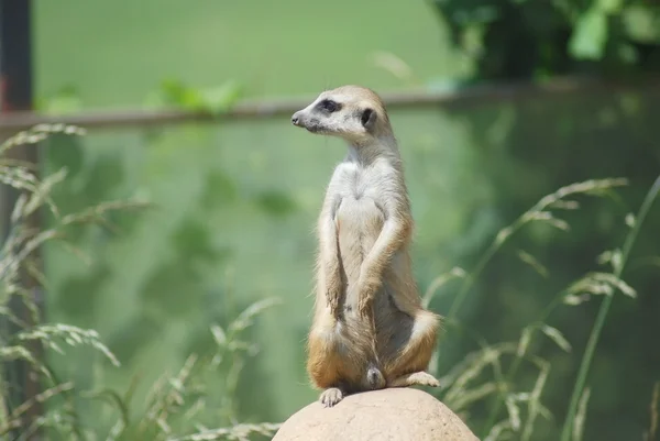 Portret meerkat (suricata suricatta), pustynia dziewiczość — Zdjęcie stockowe