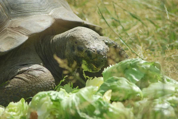 stock image Big Seychelles turtle eating, Giant tortoise close up