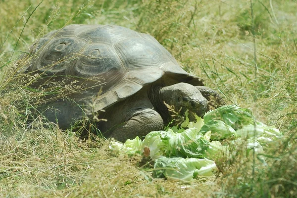 Stock image Big Seychelles turtle eating, Giant tortoise close up