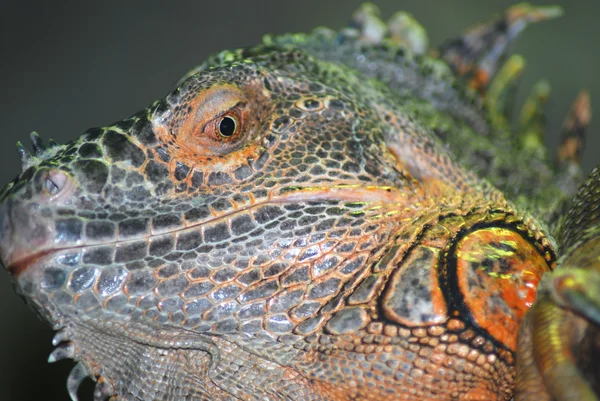 stock image Green horned iguana face close up