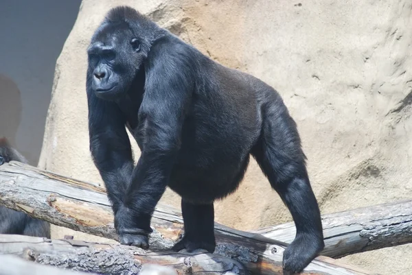 Primo piano di un grande gorilla peloso nero — Foto Stock