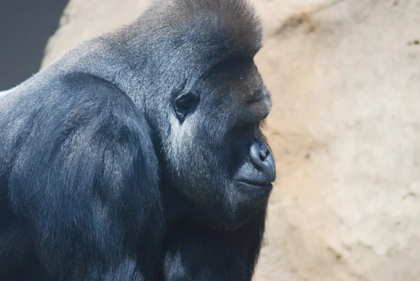 Primer plano de un gran gorila peludo negro — Foto de Stock