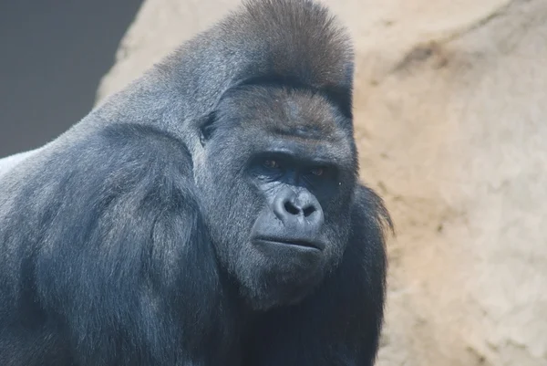 Närbild av en stor svart hårig gorilla — Stockfoto