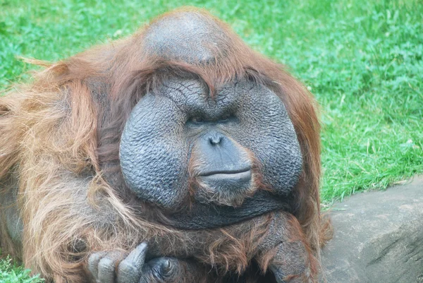 Крупным планом огромного мужского орангутанга — стоковое фото