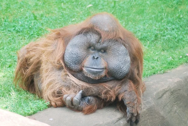 Bliska ogromny mężczyzna orangutan — Zdjęcie stockowe