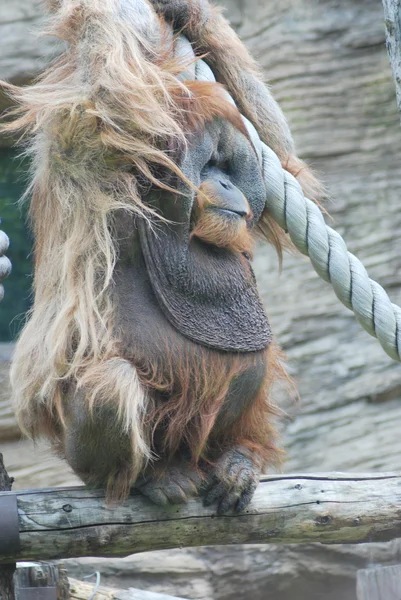 Закрыть глаза на огромного самца орангутана — стоковое фото