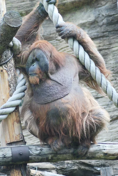 Primer plano de un enorme orangután macho —  Fotos de Stock