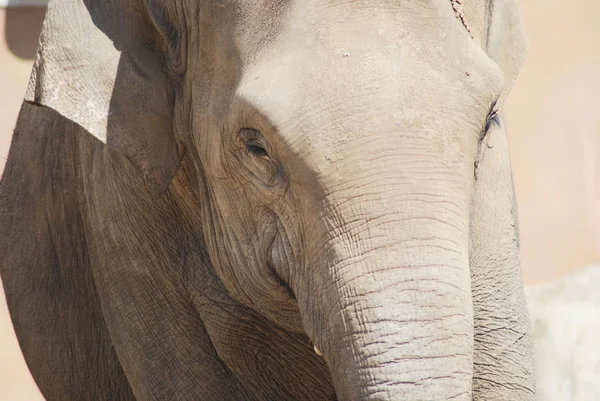 关闭的头部和眼睛的亚洲大象 — 图库照片