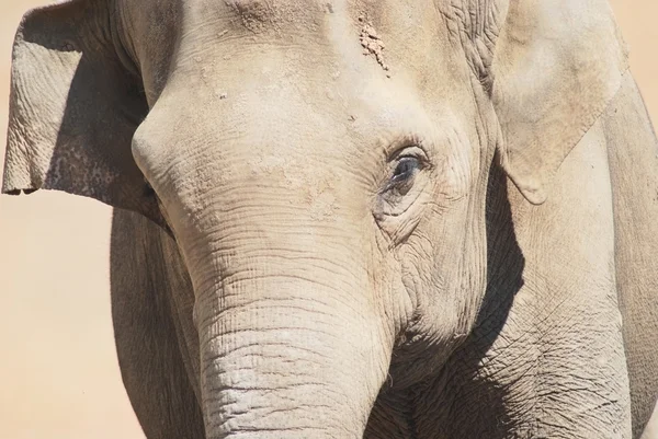 Close up da cabeça e dos olhos de um elefante asiático — Fotografia de Stock