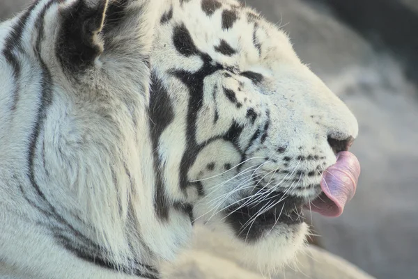 stock image Bengal white tiger licking nose with tongue