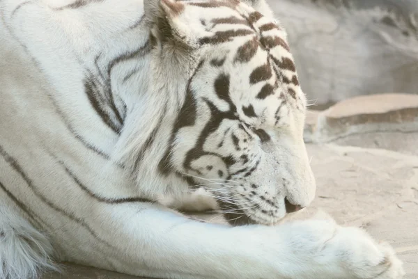 stock image Rare white tiger lying on a rock in zoo