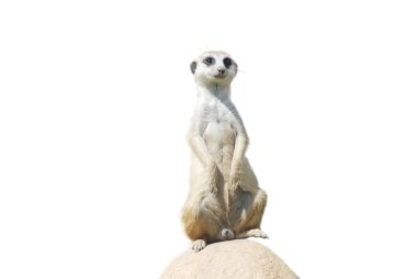 üzerinde beyaz, çöl vahşi hayat izole (suricata suricatta) meerkat portre