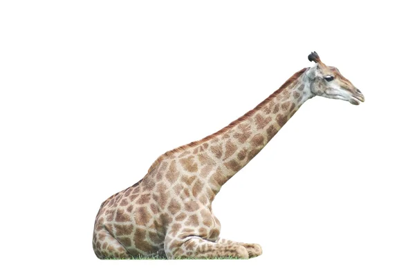 Deitado grande manchado girafa isolado no branco — Fotografia de Stock