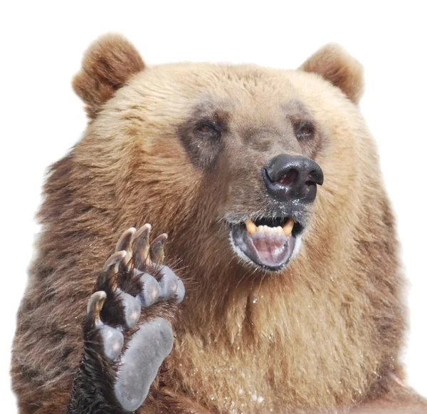 Z zadowoleniem przyjmuje niedźwiedź brunatny z lapka na białym tle — Zdjęcie stockowe
