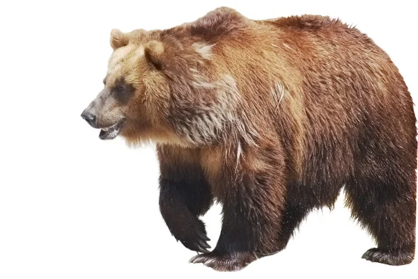 El oso pardo de cerca aislado en la vida blanca y salvaje —  Fotos de Stock