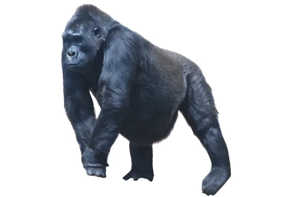 Primo piano di un grande gorilla peloso nero isolato su bianco — Foto Stock