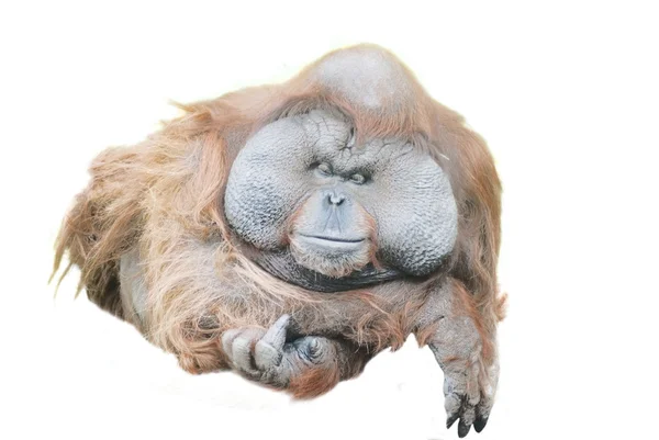 Närbild på en enorm manliga orangutang isolerad på vit — Stockfoto
