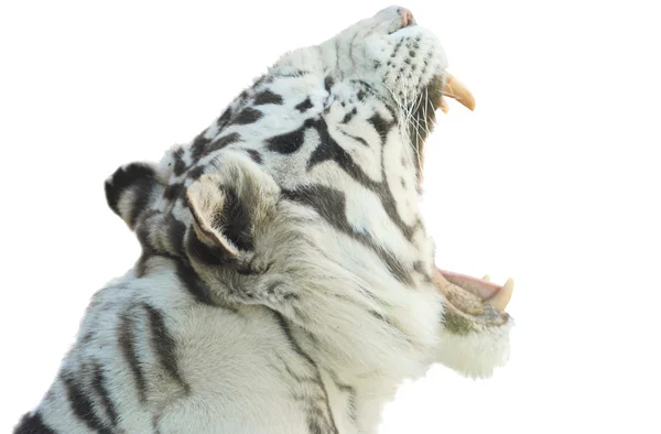 Редкий белый тигр с открытым ртом изолирован на белом — стоковое фото