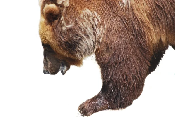 L'orso bruno da vicino isolato sulla vita bianca e selvaggia — Foto Stock