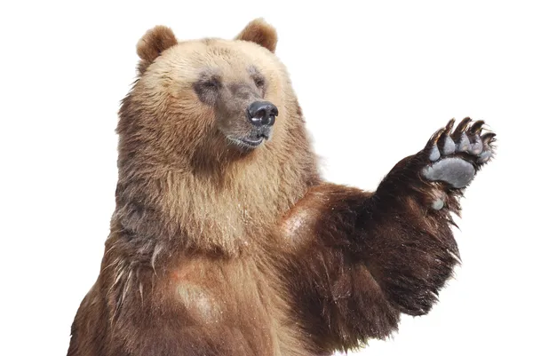 Ile bir pençe üzerine beyaz izole kahverengi ayı ağırlıyor — Stok fotoğraf