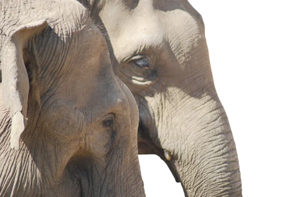 Birbirine aşık iki Asya fili, beyaz ırktan soyutlanmış bir hayvan ailesi. — Stok fotoğraf