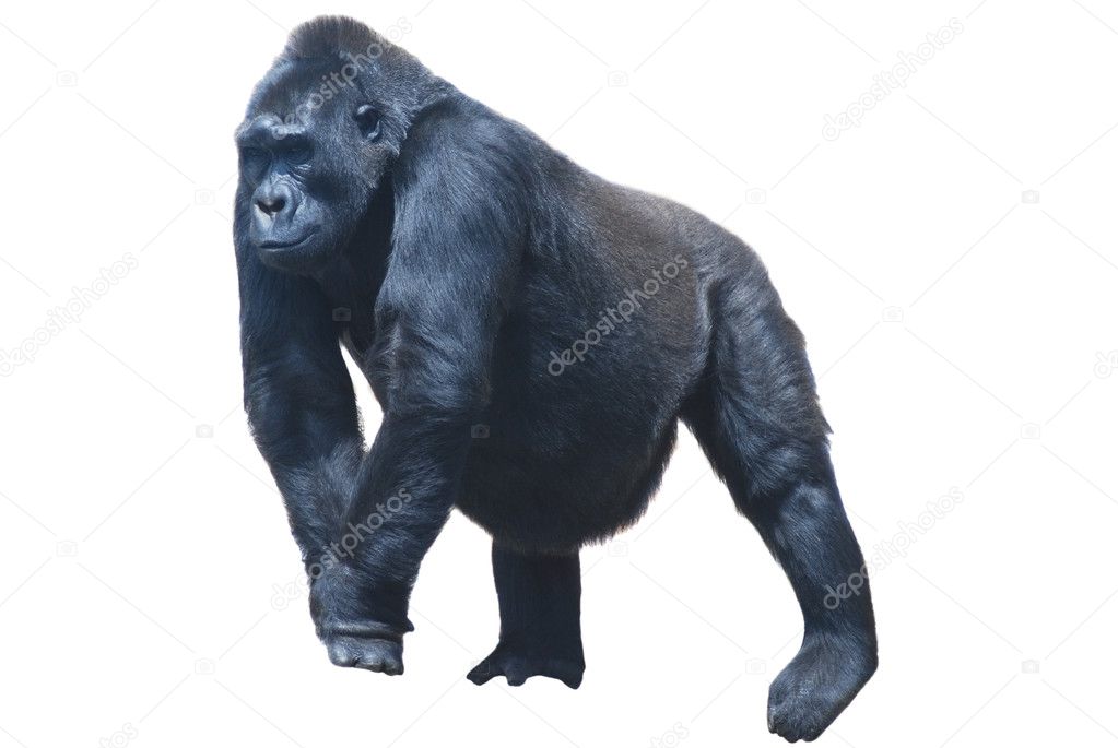 Close up of a big black hairy gorilla isolated on white