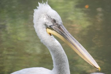 Beyaz Pelikan, pelecanus occidentalis yakın çekim