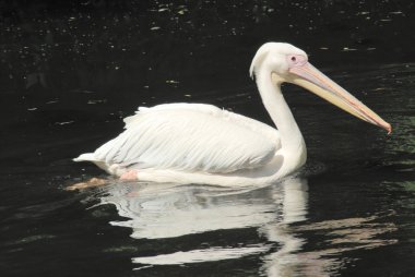 Beyaz Pelikan, pelecanus occidentalis yakın çekim