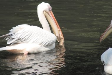 onun gaga pelecanus occidentalis bir balıkla beyaz Pelikan