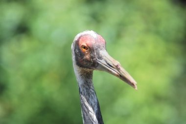 kafa ve göz sandhill crane kapat