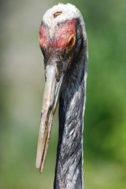 kafa ve göz sandhill crane kapat