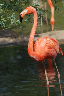 güzel bir pembe flamingo, tropik kuş yakın çekim