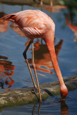 güzel bir pembe flamingo, tropik kuş yakın çekim