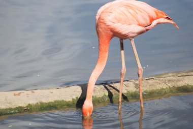 güzel bir pembe flamingo, tropik kuş yakın çekim