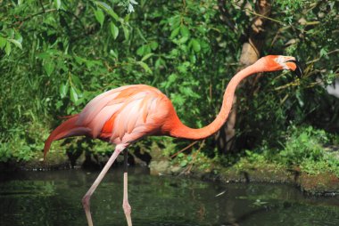 güzel bir pembe flamingo, tropik kuş yakın çekim