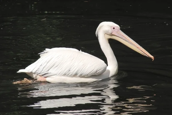 Közelkép a fehér pelikán, pelecanus occidentalis — Stock Fotó