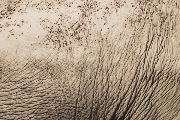 Aziatische olifant huid dicht omhoog, natuurlijke textuur — Stockfoto