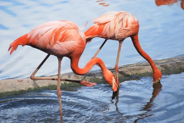 Δυο ένα όμορφο ροζ φλαμίνγκο, δύο τροπικό πτηνό — Φωτογραφία Αρχείου