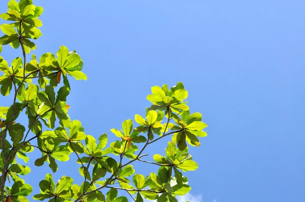 Verse groene blad en blauwe hemel — Stockfoto