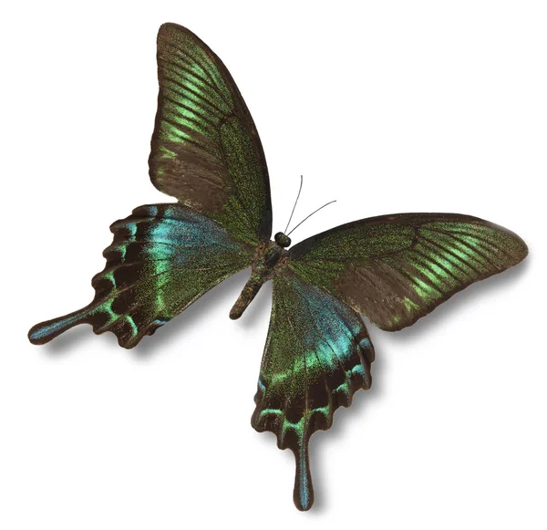 Бабочка тропическая — стоковое фото