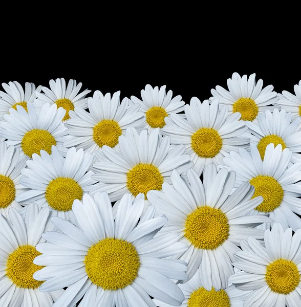 stock image White chamomiles on black