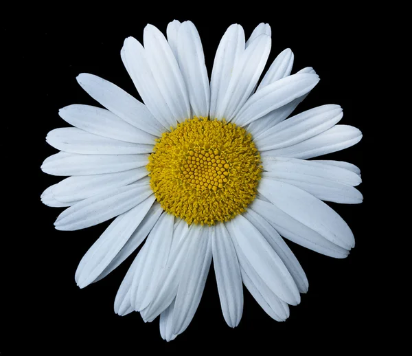 stock image Single chamomile