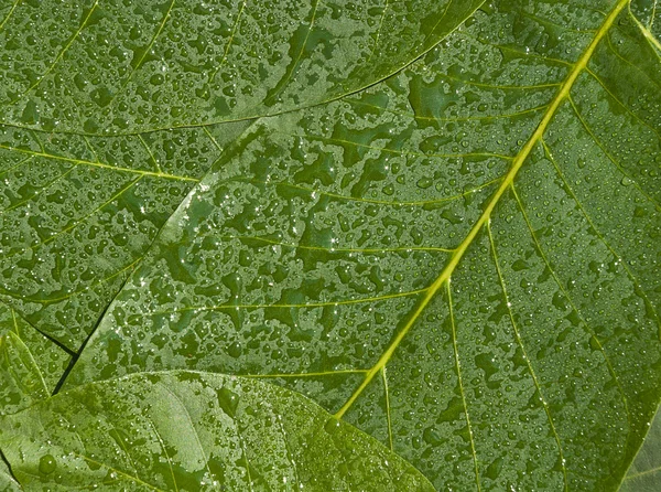 stock image Green leaves