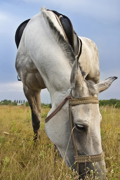 회색 말 — 스톡 사진