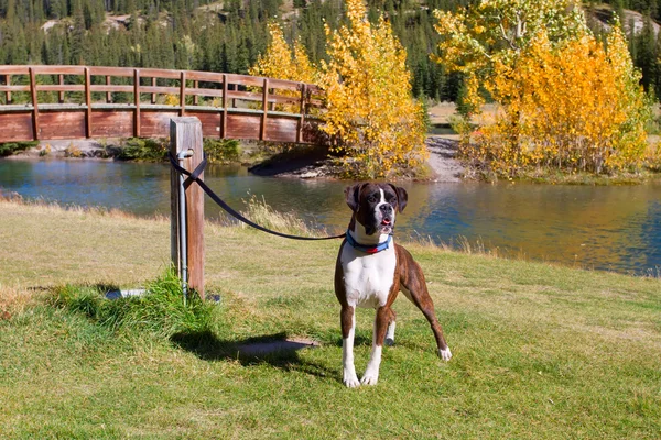 Boxer cão em uma coleira de pé e esperando por seu proprietário — Fotografia de Stock