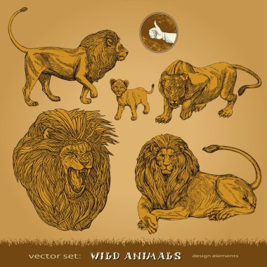 Wild animals vector set: lions, lioness and lion cub for decoration and design clipart