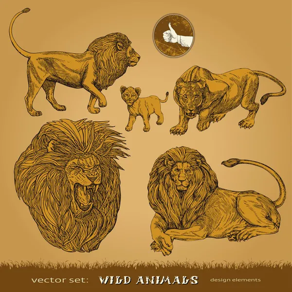 Wilde dieren vector set: leeuwen, leeuwin en Leeuw cub voor decoratie en ontwerp — Stockvector