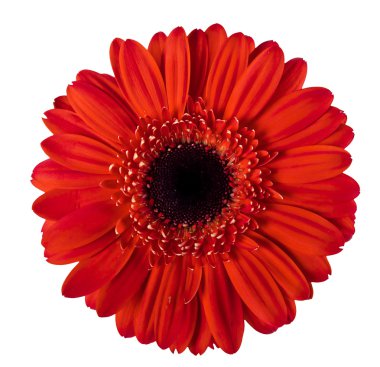 beyaz üzerine kırmızı gerbera