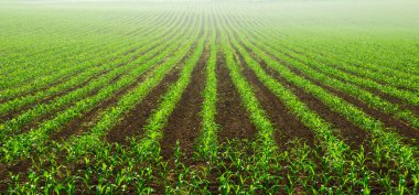 Rows of young corn plants clipart